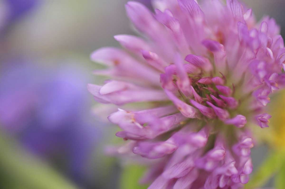 Oregon, Portland Close-up of pink clover bloom art print by Steve Terrill for $57.95 CAD