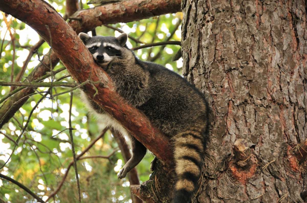 OR, Portland Raccoon resting on limb of tree art print by Steve Terrill for $57.95 CAD