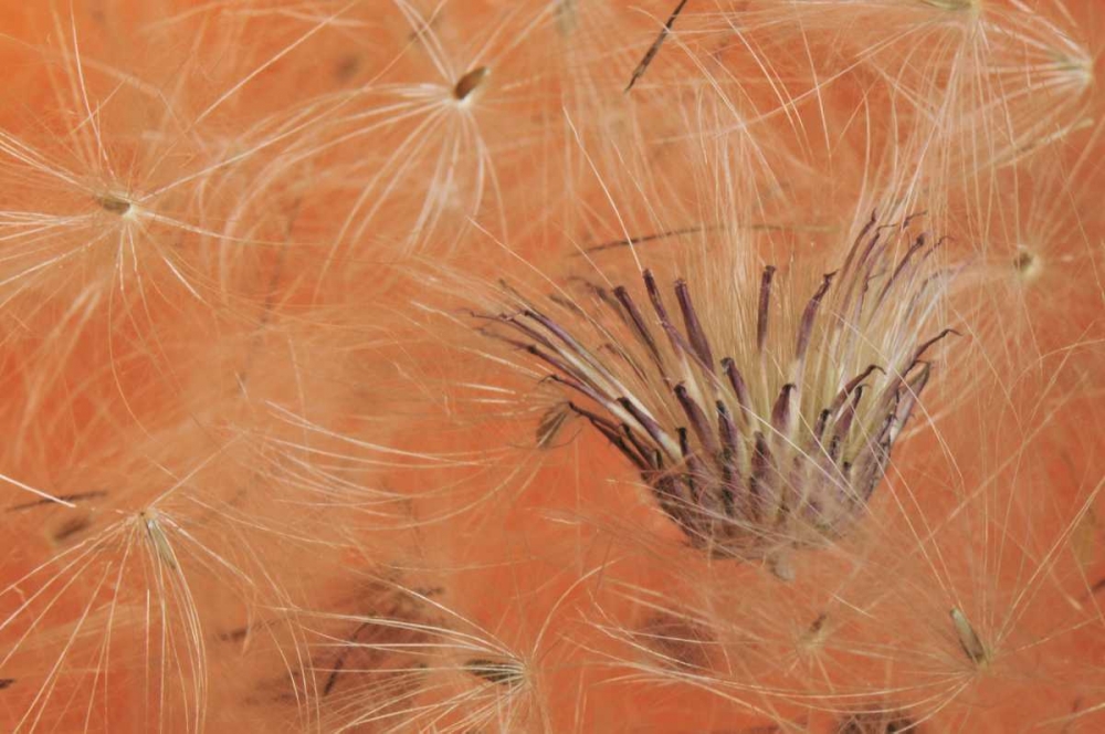 Oregon, Portland Close-up of salsify seed head art print by Steve Terrill for $57.95 CAD