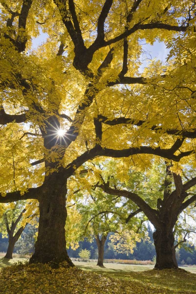 Oregon, Joseph H Stewart Walnut tree in autumn art print by Don Paulson for $57.95 CAD