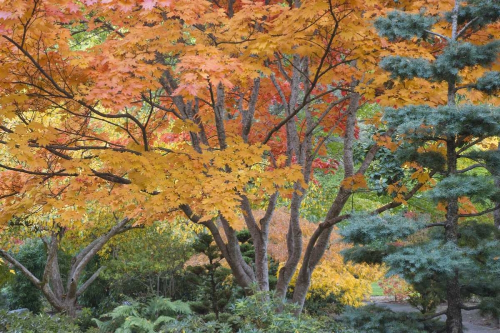 Oregon, Ashland Lithia Park trees in a Garden art print by Don Paulson for $57.95 CAD