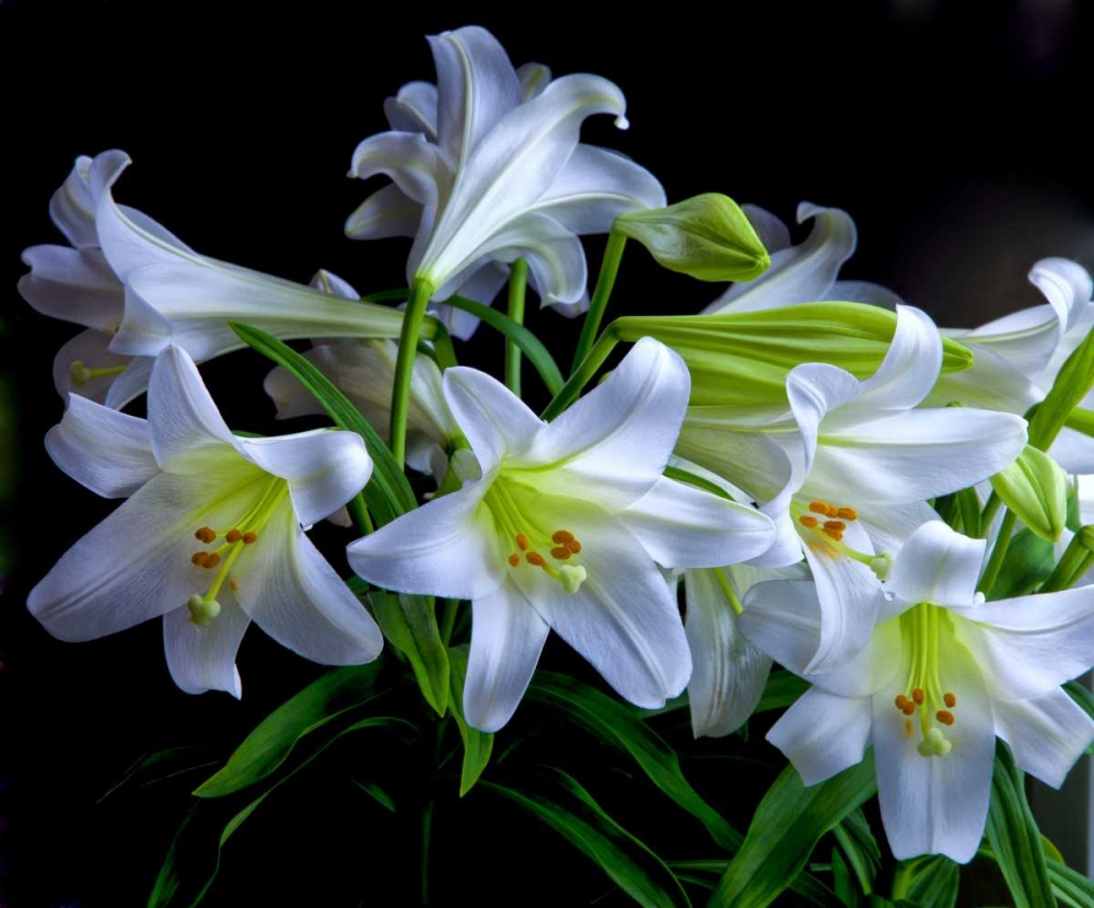 USA, Oregon Close-up of Easter lilies art print by Jean Carter for $57.95 CAD