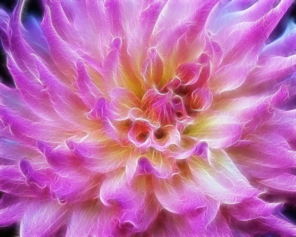 Oregon Abstract of digitally altered pink dahlia art print by Jean Carter for $57.95 CAD