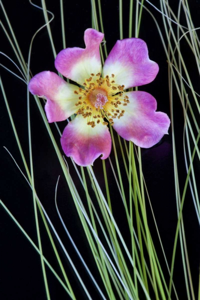 Oregon Close-up of anemone flower with grasses art print by Jean Carter for $57.95 CAD