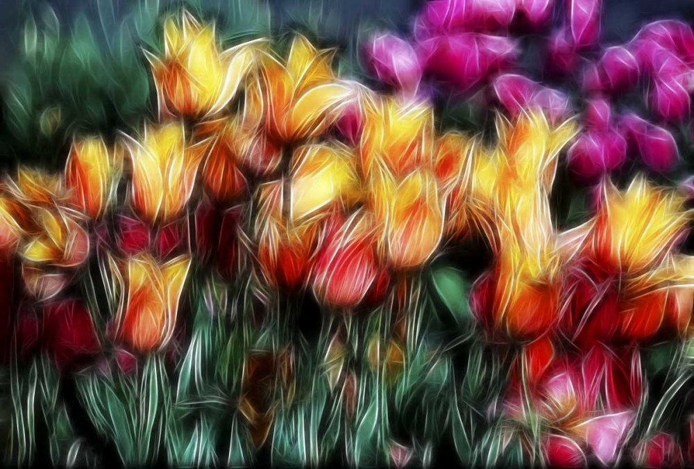 USA, Oregon Abstract of digitally altered tulips art print by Jean Carter for $57.95 CAD