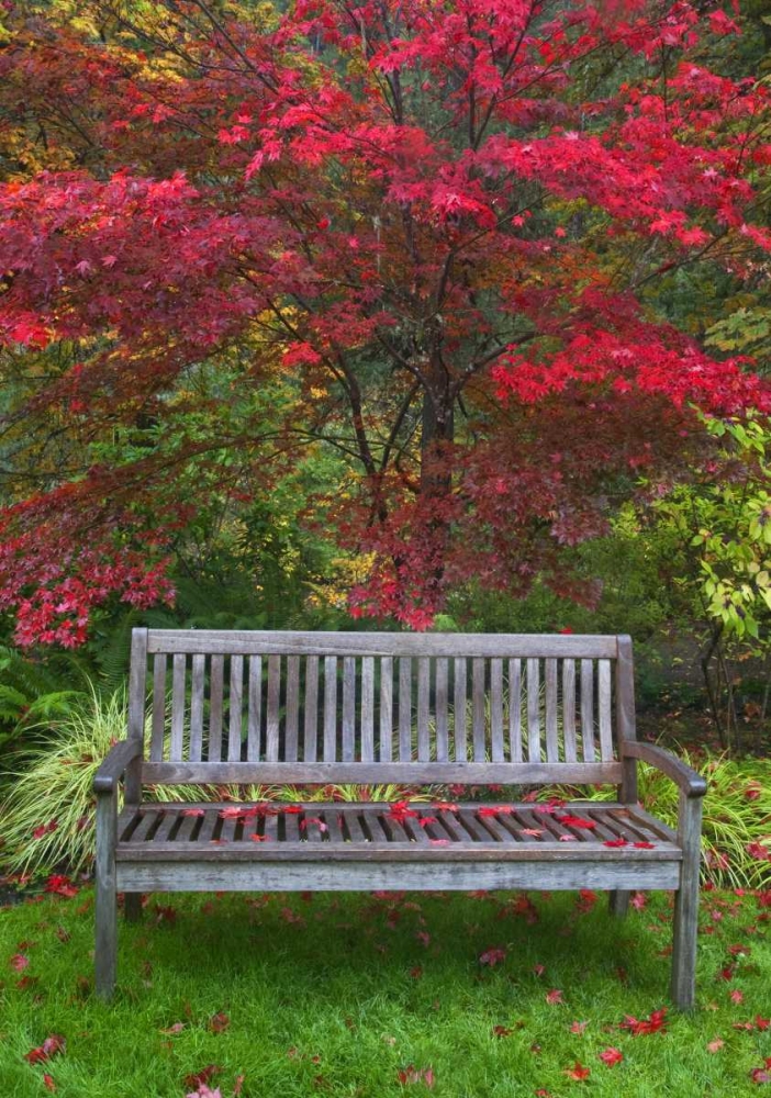 OR Garden bench and Japanese maple tree art print by Jean Carter for $57.95 CAD