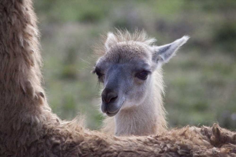 Oregon Captive baby llama and back of mother art print by Jean Carter for $57.95 CAD