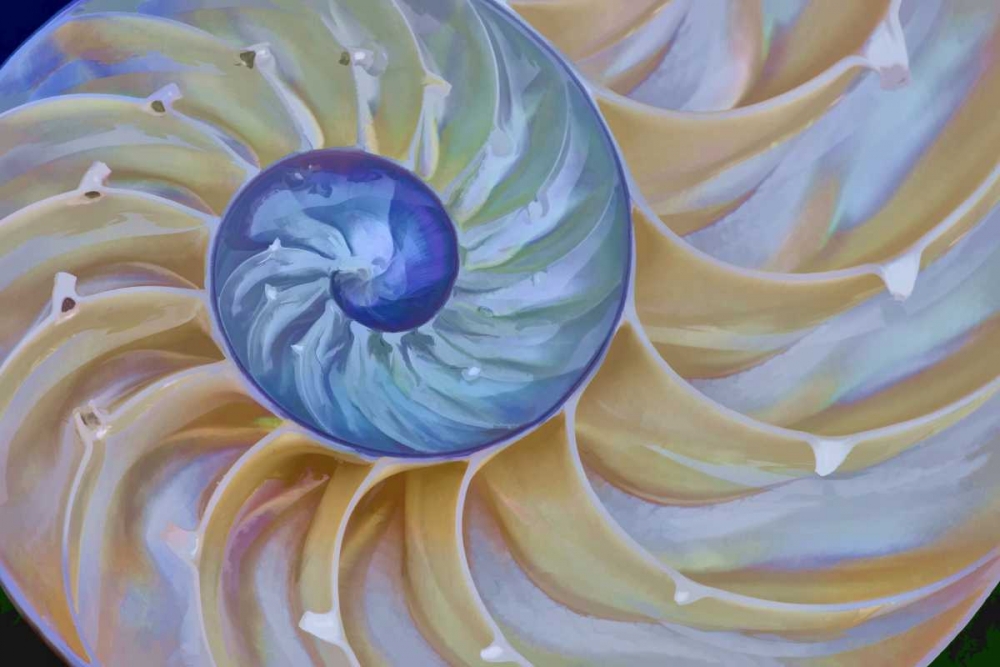 Oregon Chambered nautilus cut in half art print by Jean Carter for $57.95 CAD