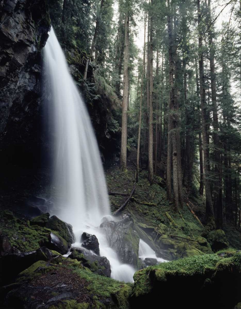 USA, Oregon, A waterfall in an old-growth forest art print by Christopher Talbot Frank for $57.95 CAD