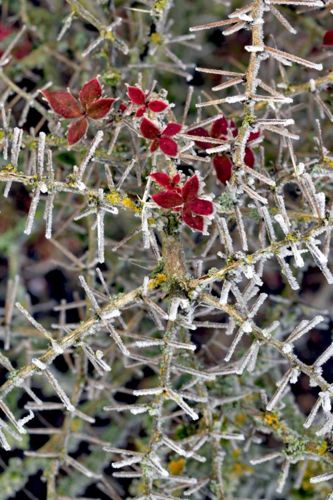 Oregon Close-up of frosted cotoneaster plant art print by Steve Terrill for $57.95 CAD