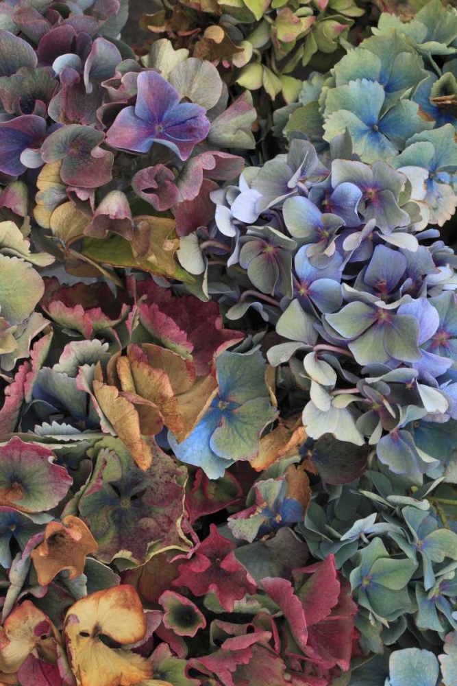USA, Oregon, Portland Hydrangeas in garden art print by Steve Terrill for $57.95 CAD