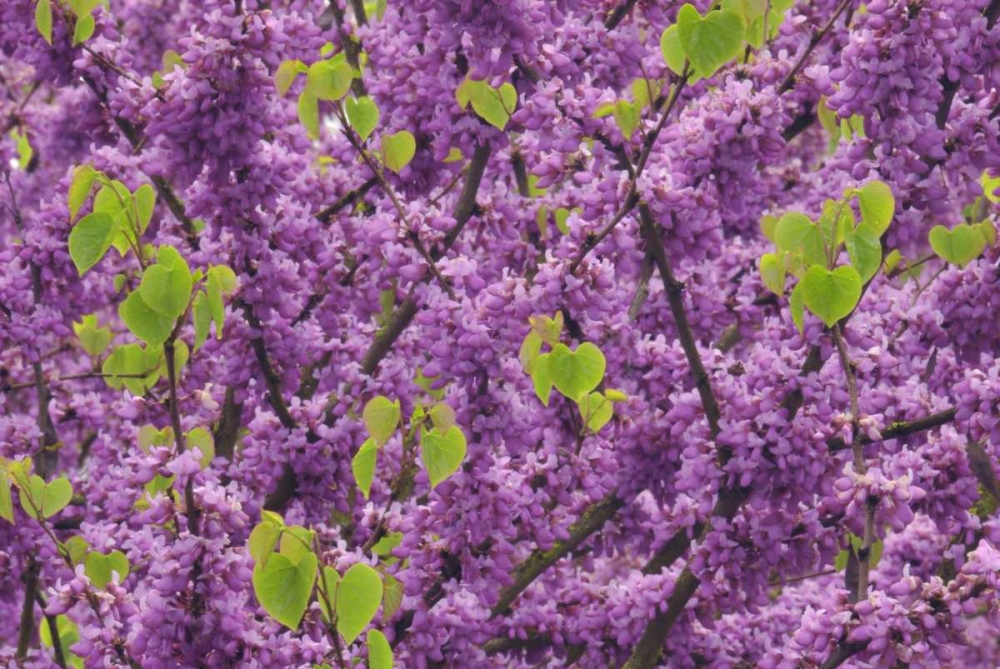 OR, Blossoms on redbud tree in Multnomah Co, art print by Steve Terrill for $57.95 CAD