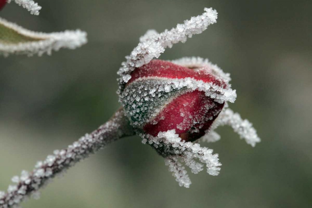 USA, Oregon Roses draped with frost art print by Steve Terrill for $57.95 CAD