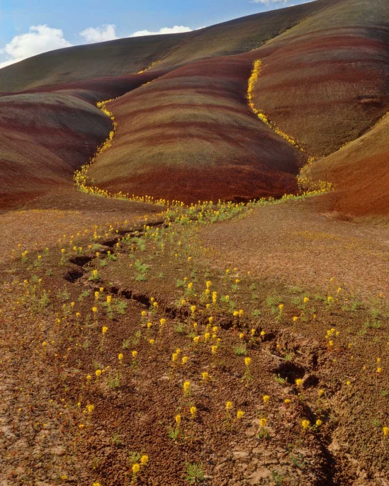 OR, Painted Hills, Yellow bee plants art print by Steve Terrill for $57.95 CAD