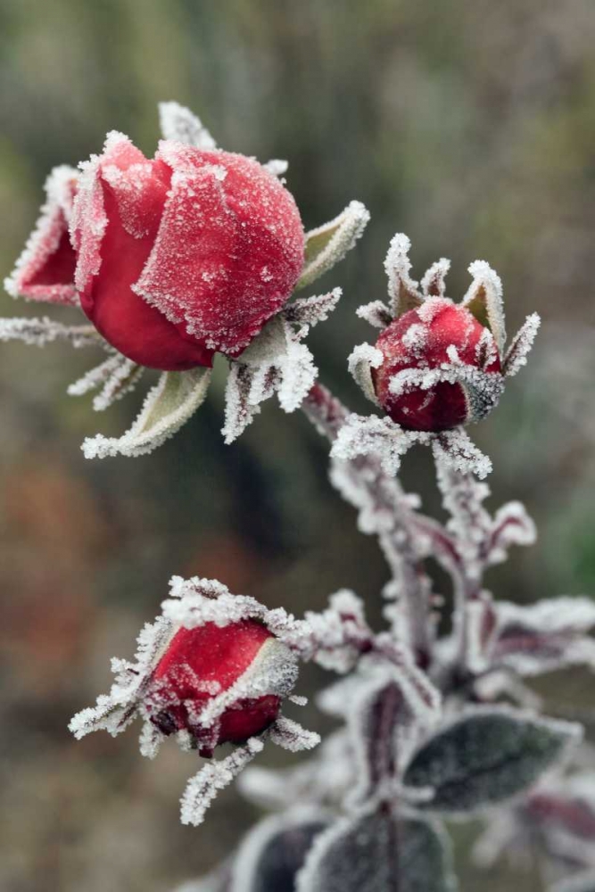 USA, Oregon Roses draped with frost art print by Steve Terrill for $57.95 CAD
