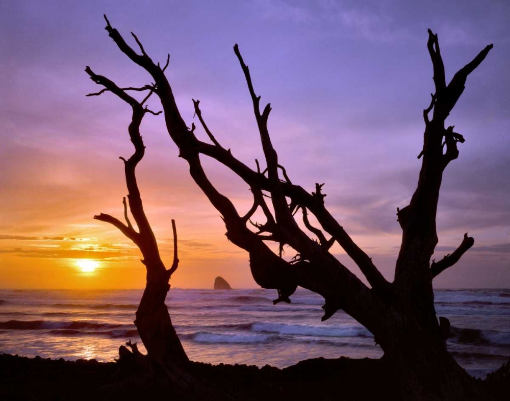 Oregon, Cape Meares Sunset framed by driftwood art print by Steve Terrill for $57.95 CAD