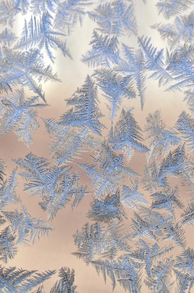 Oregon, Portland Ice crystals on window pane art print by Steve Terrill for $57.95 CAD