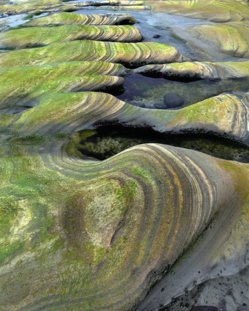 OR, Seal Rock Beach Algae-tinted sandstone art print by Steve Terrill for $57.95 CAD