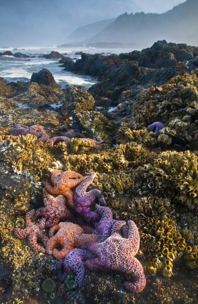 Oregon Starfish and sea stars at low tide art print by Nancy Rotenberg for $57.95 CAD