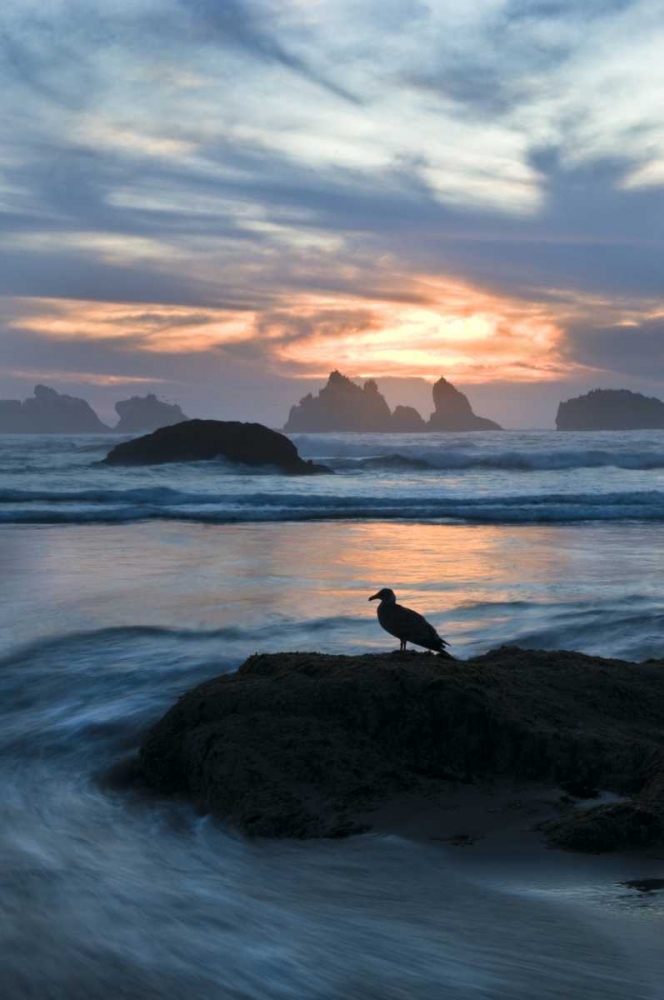 Oregon, Bandon Beach Seagull on rock at twilight art print by Nancy Rotenberg for $57.95 CAD