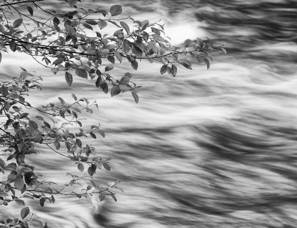 OR, Cascade Range Branches over McKenzie River art print by Dennis Flaherty for $57.95 CAD