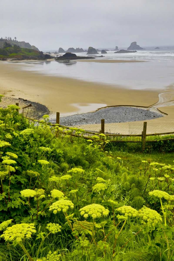 OR, Ecola SP Cow parsnip near Indian Beach art print by Jean Carter for $57.95 CAD