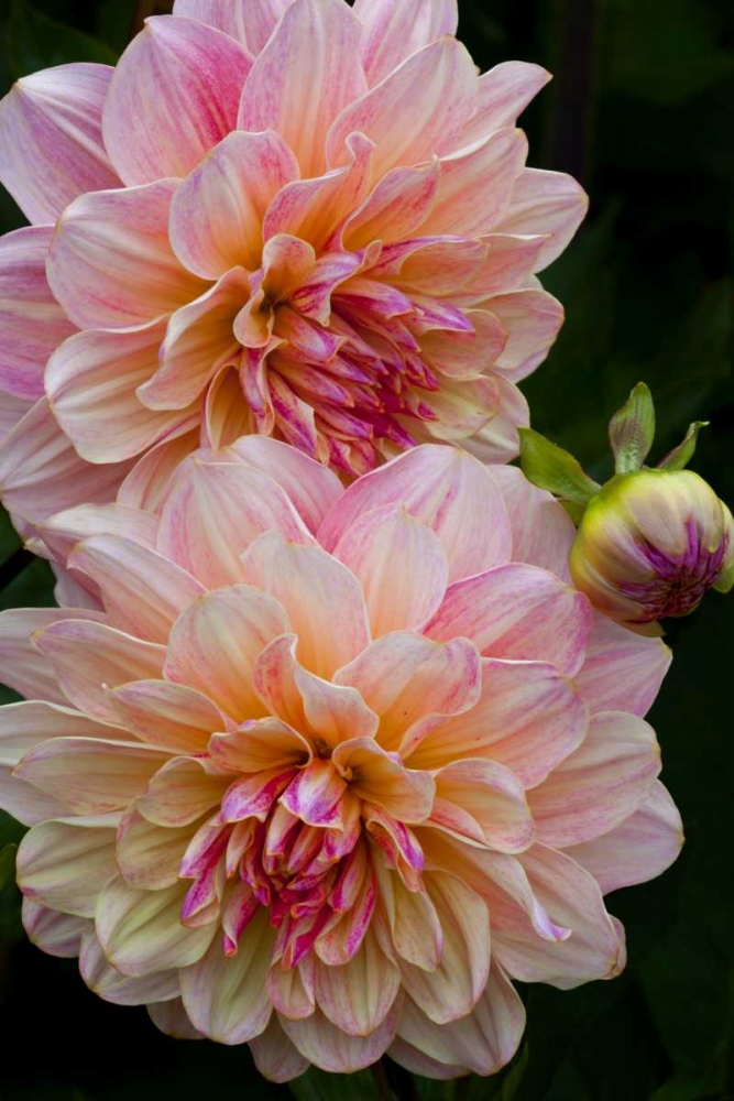 Oregon, Shore Acres SP Dahlia flowers art print by Jean Carter for $57.95 CAD