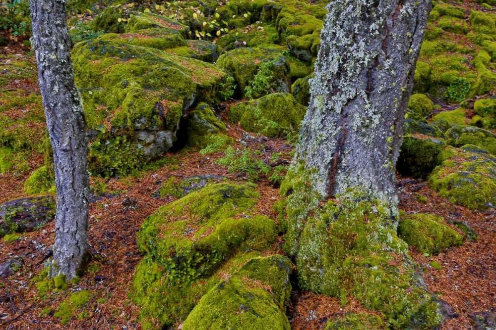 Oregon, Rogue River Wilderness Mossy rocks art print by Jean Carter for $57.95 CAD