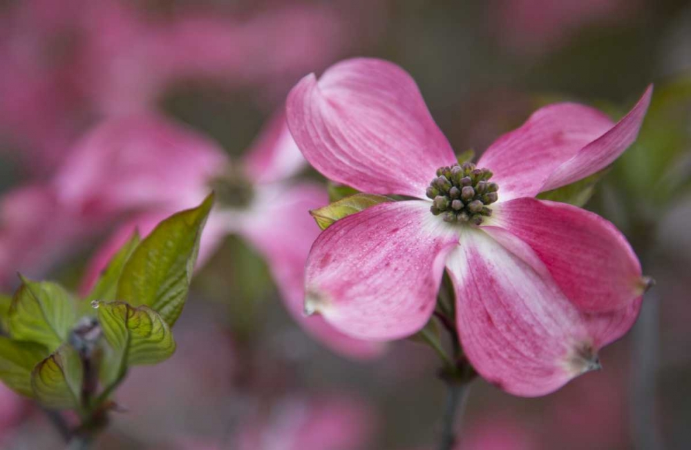 USA, Oregon Pink dogwood blossom close-up art print by Jean Carter for $57.95 CAD