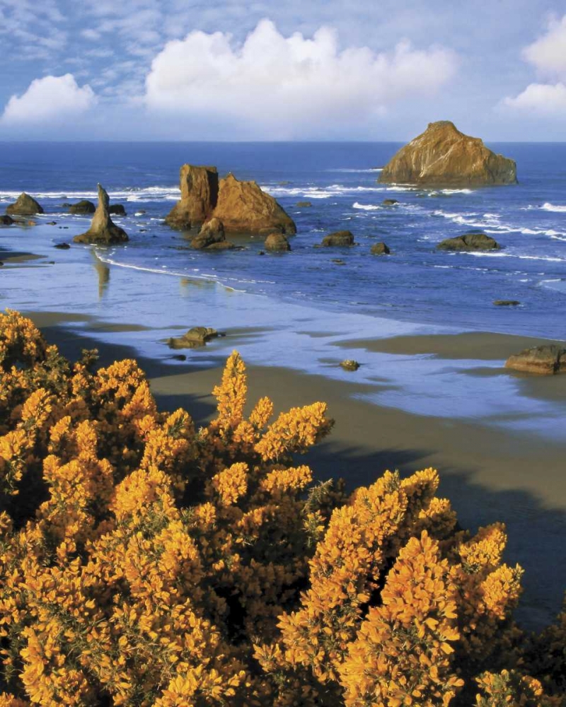 Oregon, Bandon Face Rock and wild gorse plants art print by Steve Terrill for $57.95 CAD