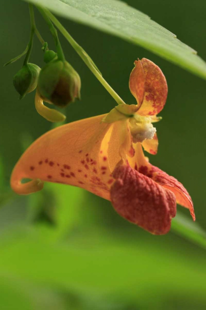 Oregon, Oregon Close-up of jewelweed flower art print by Steve Terrill for $57.95 CAD