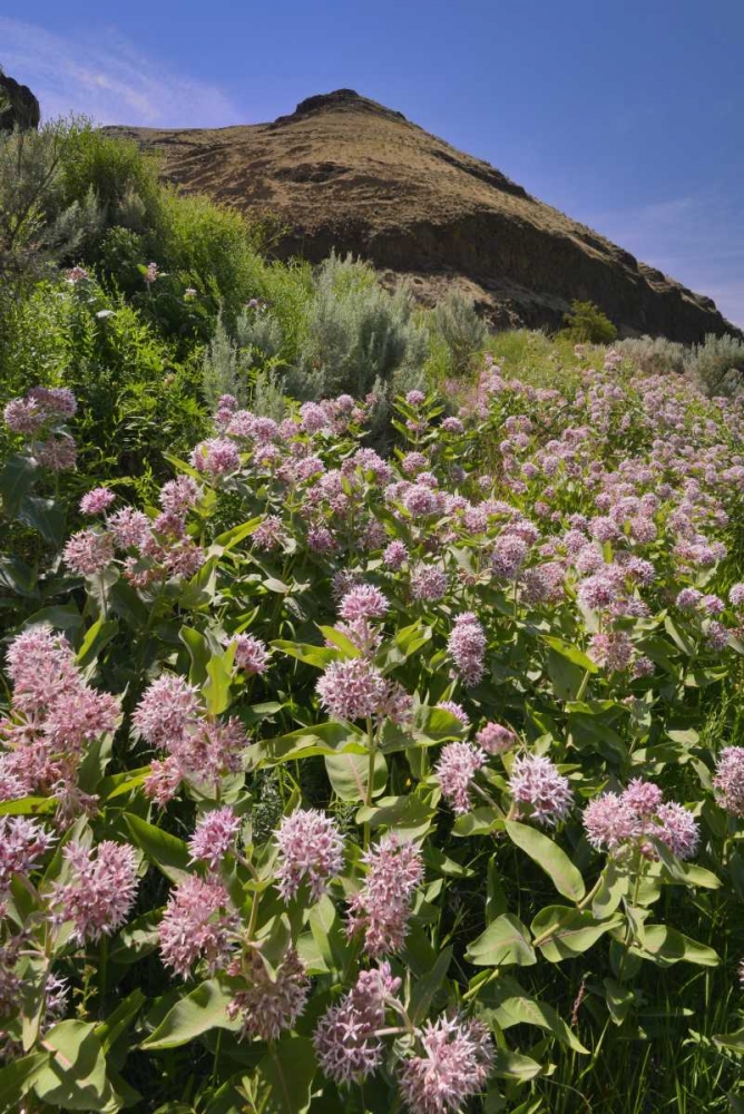 USA, Oregon Milkweed and cliff art print by Steve Terrill for $57.95 CAD