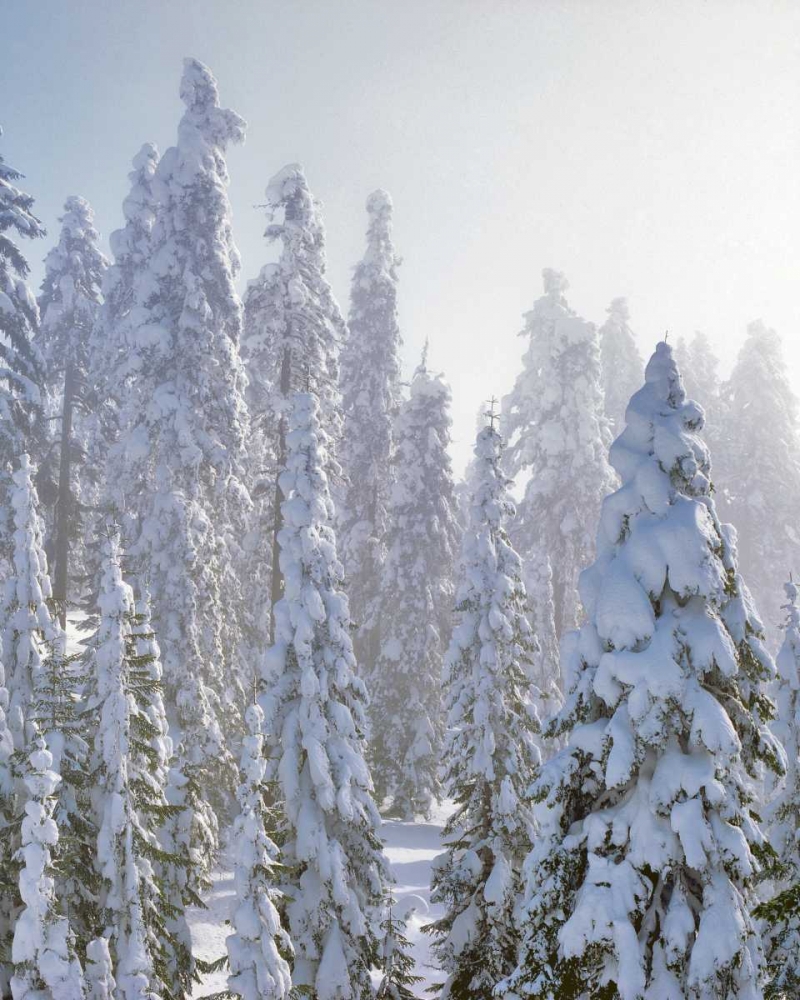 USA, Oregon, Mt Ashland Fresh snow on evergreens art print by Steve Terrill for $57.95 CAD