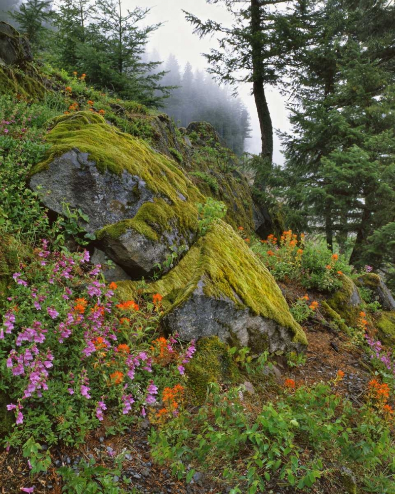 Oregon, Mt Hood NF Trees and flowers art print by Steve Terrill for $57.95 CAD
