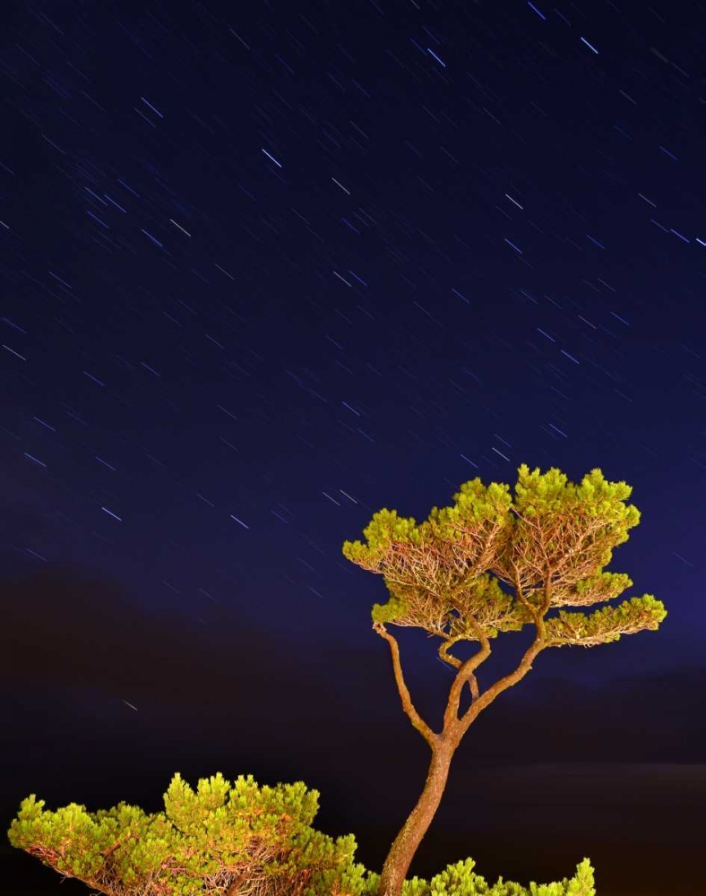 Oregon, Oceanside Pine tree against star trails art print by Steve Terrill for $57.95 CAD