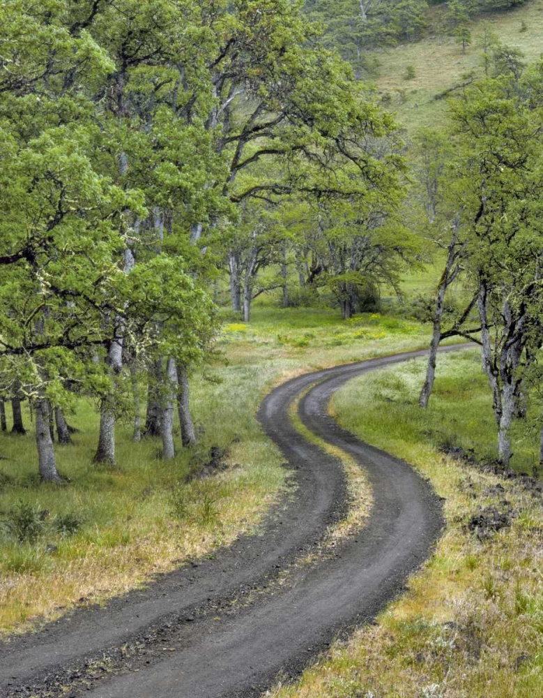 OR, Columbia Gorge NSA Road lined with oak trees art print by Steve Terrill for $57.95 CAD
