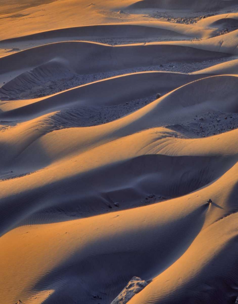 Oregon, Cape Sebastian Close-up of sand dunes art print by Steve Terrill for $57.95 CAD