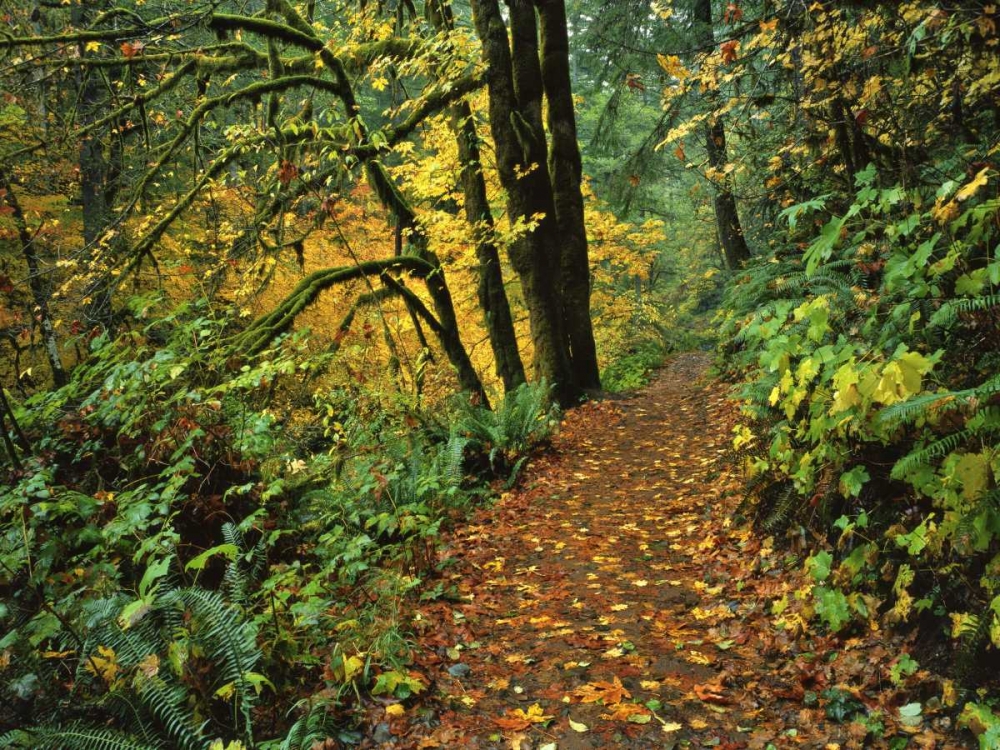 Oregon, Silver Falls SP Scenic park trail art print by Steve Terrill for $57.95 CAD