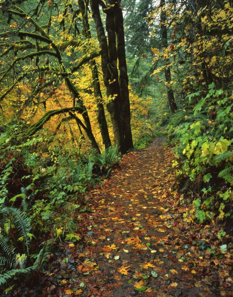 Oregon, Silver Falls SP Scenic park trail art print by Steve Terrill for $57.95 CAD