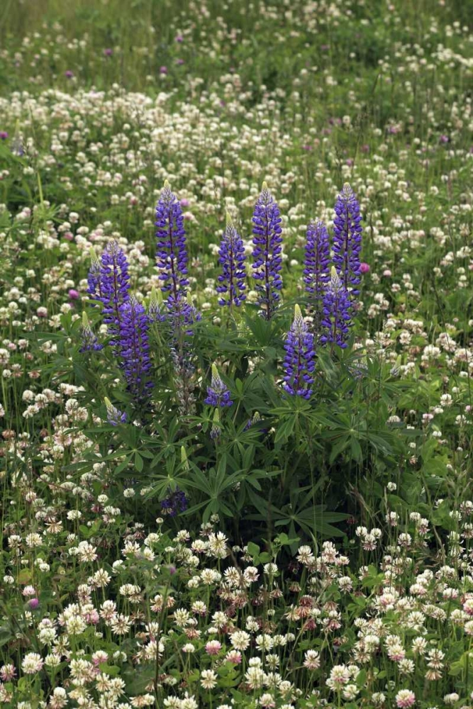 USA, Oregon Lupine and clover in field art print by Steve Terrill for $57.95 CAD