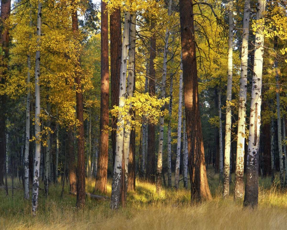 Oregon, Deschutes NF Trees in autumn art print by Steve Terrill for $57.95 CAD