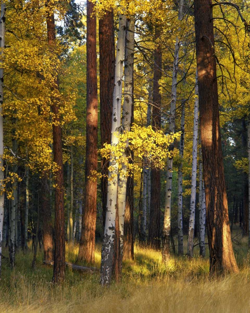 Oregon, Deschutes NF Trees in autumn art print by Steve Terrill for $57.95 CAD