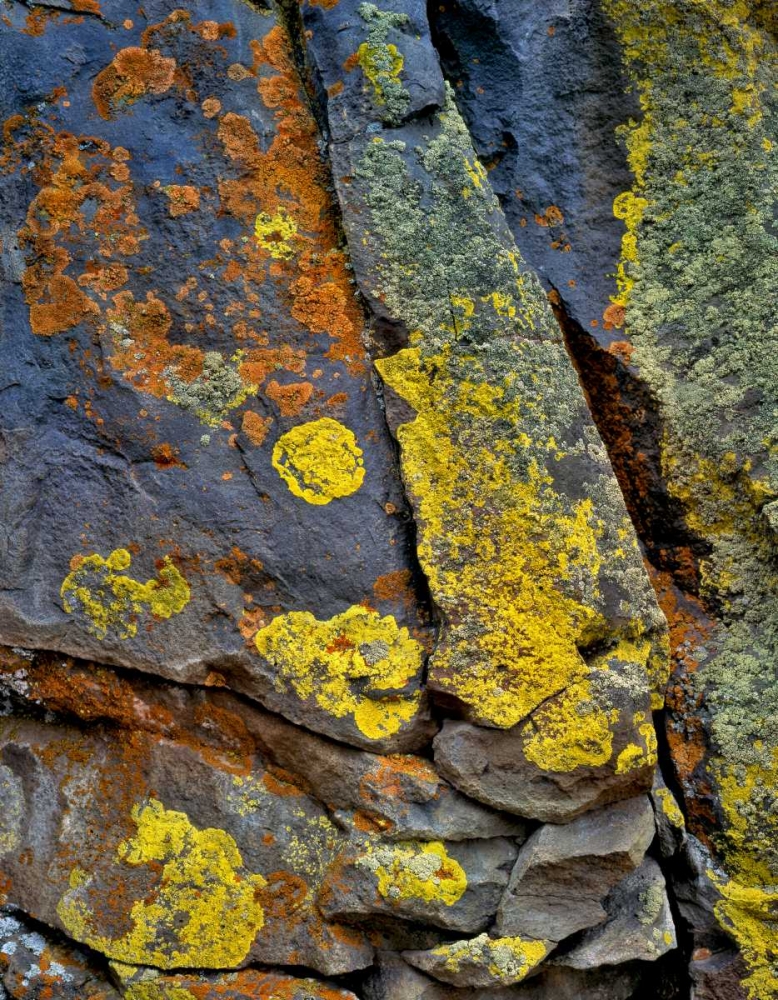 Oregon, Deschutes NF Lichen, covered basalt rock art print by Steve Terrill for $57.95 CAD