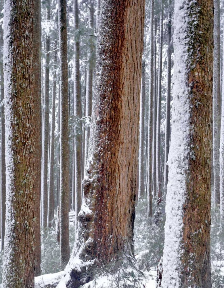 OR, Drift Creek Wilderness Snow on Douglas fir art print by Steve Terrill for $57.95 CAD