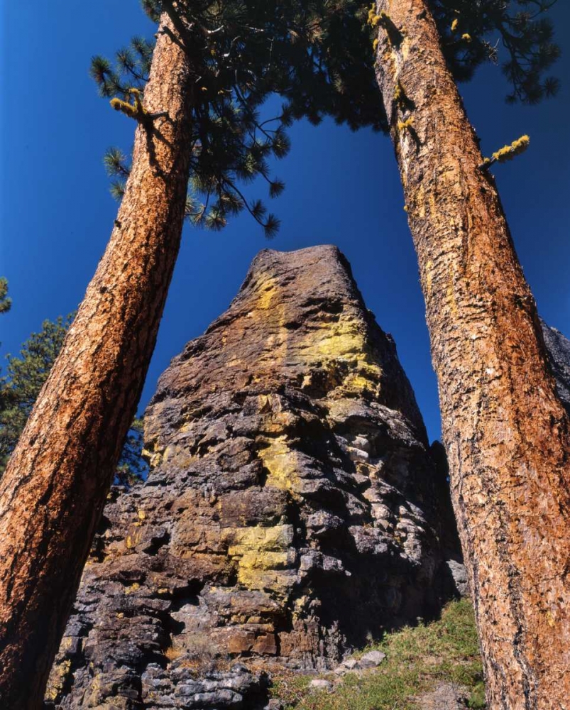 OR, Gearhart Mountain Trees frame rock formation art print by Steve Terrill for $57.95 CAD