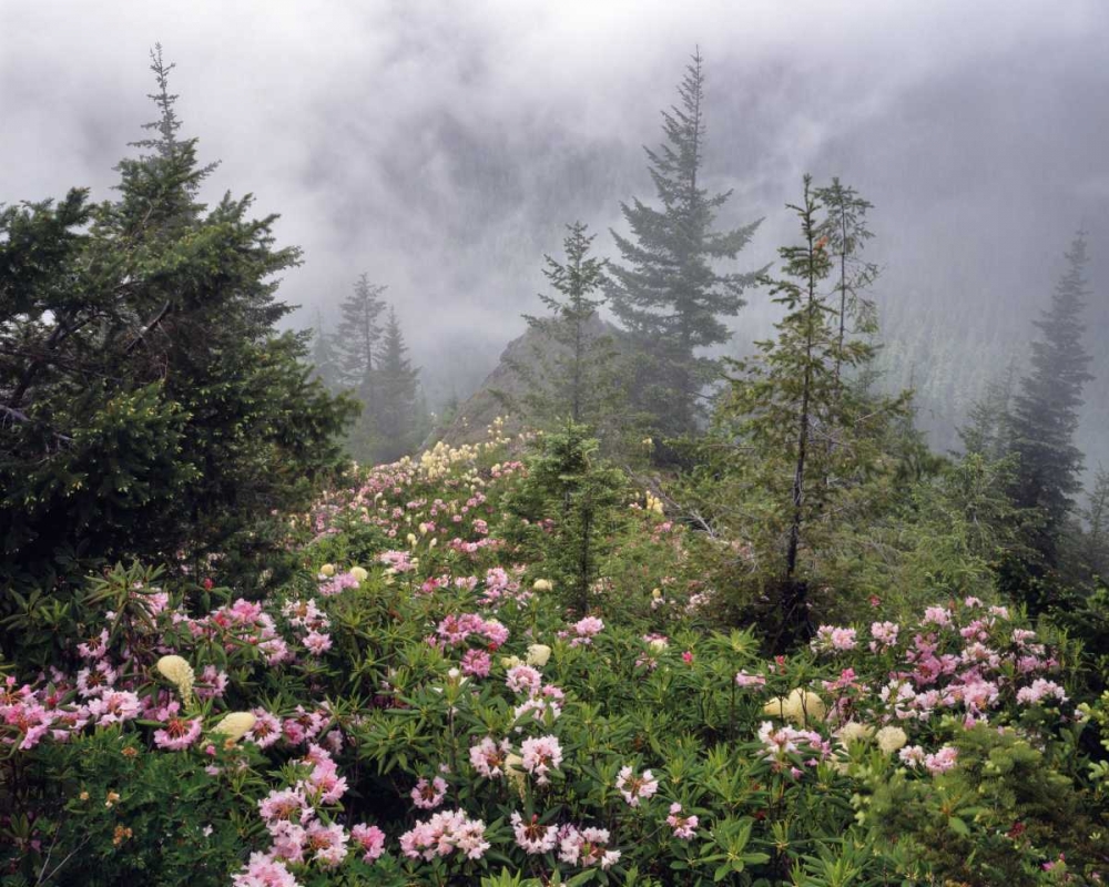 Oregon, Mt Hood NF Rhododendrons and beargrass art print by Steve Terrill for $57.95 CAD