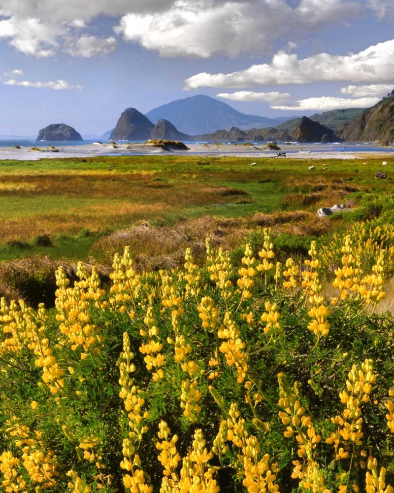 OR, Ophir Yellow lupine and ocean beach art print by Steve Terrill for $57.95 CAD
