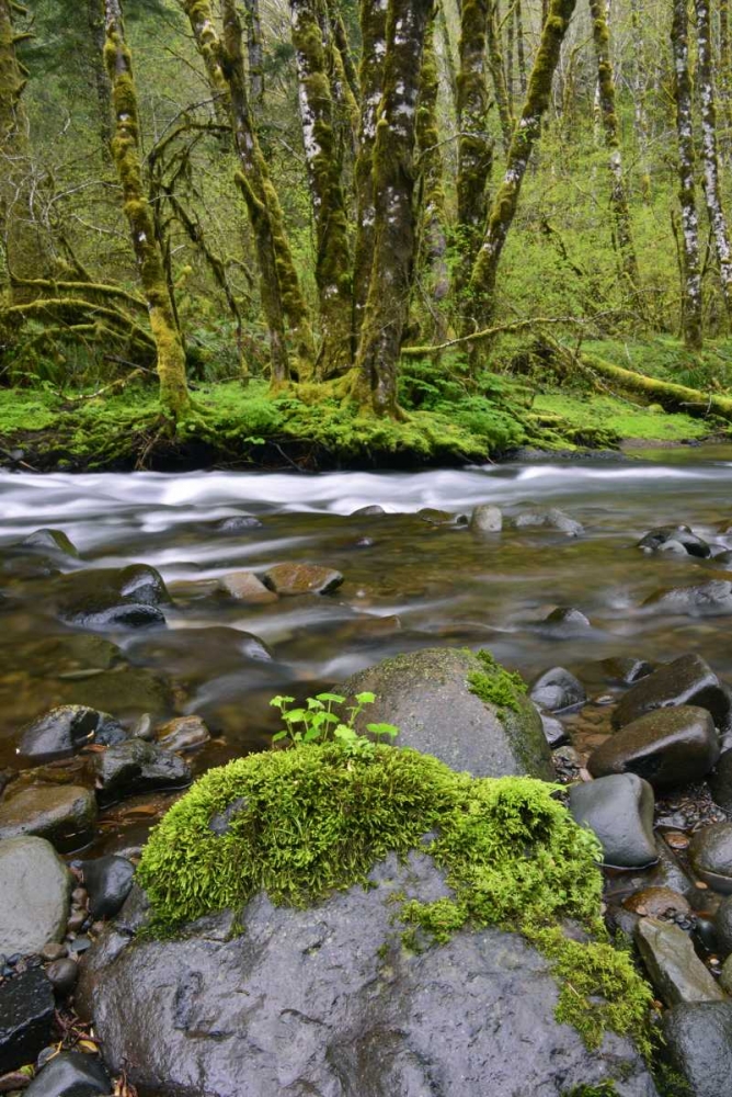 Oregon, Tillamook State Forest Wilson River art print by Steve Terrill for $57.95 CAD
