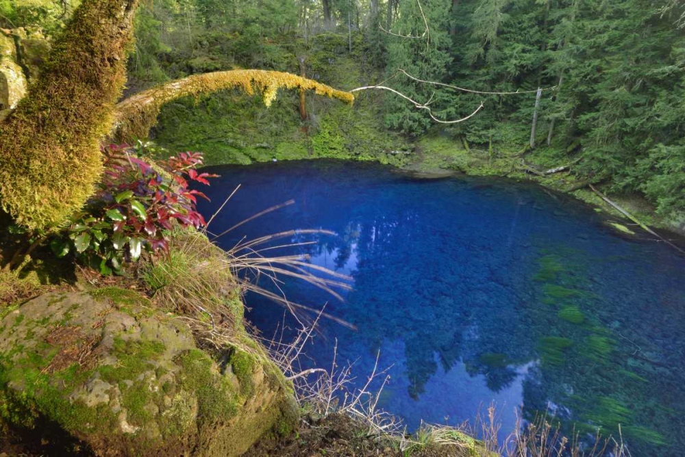 Oregon Blue or Tamolitch Pool on McKenzie River art print by Steve Terrill for $57.95 CAD