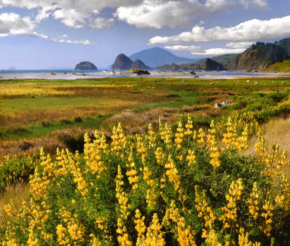 Oregon Landscape of yellow lupine and beach art print by Steve Terrill for $57.95 CAD